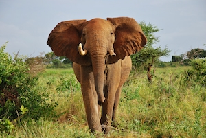 фото слона в полный рост спереди 