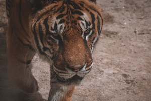 крупный план, лицо тигра 