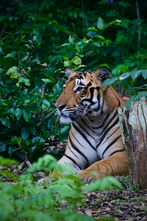 Тигр в заповеднике