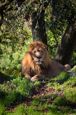 Лев в зоопарке, сидит под деревом 