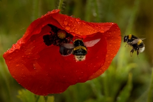 Две пчелы, привлеченные пыльцой красного мака.