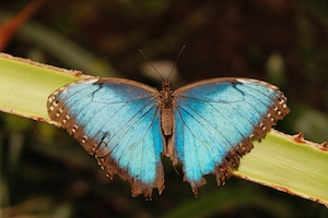голубая бабочка сидит на стебле растения 