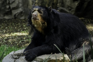 Черный медведь из зоопарка Чапультепека, крупный план 