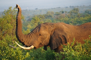 слон с поднятым хоботом