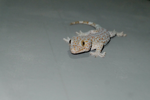 Обыкновенный геккон в Индонезии, маленькая рептилия на серой поверхности, крупный план 