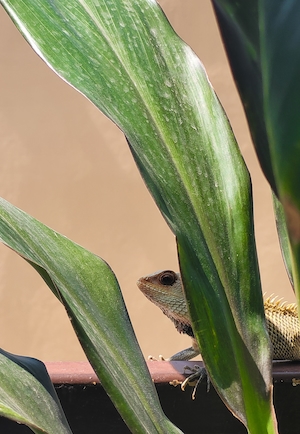 рептилия прячется за листами растения 