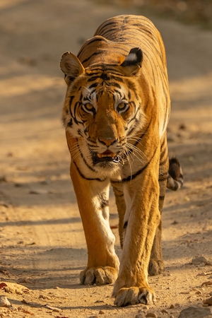 тигр идет по песчаной дороге, портрет тигра, крупный план, смотрит в кадр 