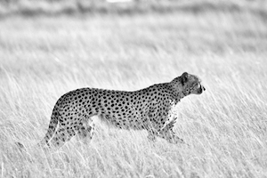 Самец гепарда целеустремленно прогуливается по открытым лугам национального парка