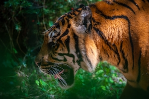 Разъяренный тигр, фото в профиль на фоне зеленых растений 