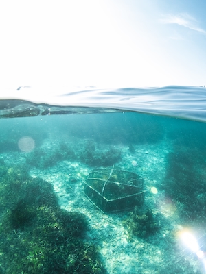 фото прозрачной воды со скалистым дном, кораллы на дне 