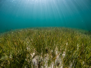 морское дно с морскими растениями, морская трава 