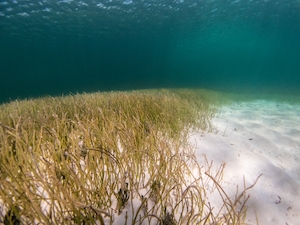 морское дно с морскими растениями, морская трава 