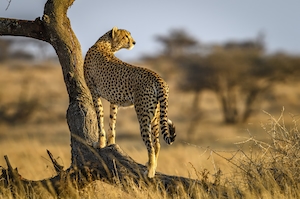 леопард на дереве 