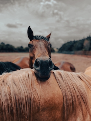 коричневые кони на природе, конь смотрит в кадр, крупный план 