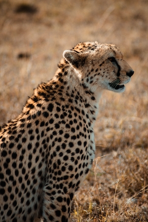 профиль леопарда, крупный план 