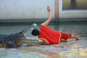 Шоу крокодилов на крокодиловой ферме, черловек держит голову в раскрытой пасти крокодила 