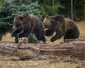 Два молодых медведя-самца гоняются друг за другом по старому срубленному бревну. 
