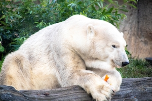 Белый медведь ест морковку в зоопарке, крупный план 