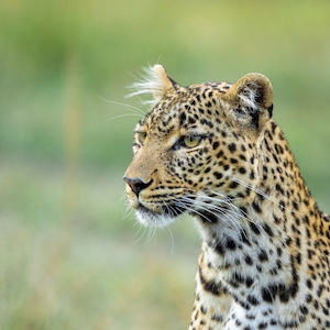 желтоглазый леопард, крупный план