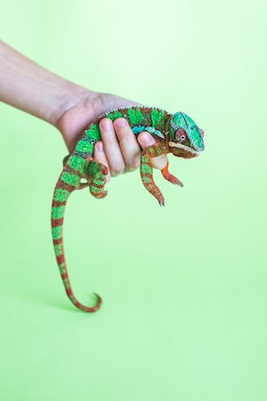 хамелеон в руке человека на зеленом фоне 