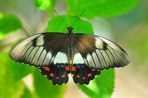  особь самки садовой бабочки-ласточкиного хвоста сидит на зеленом листе 