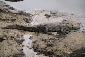 Крокодил на пляже