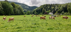 коровы на поле на фоне леса 
