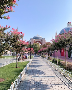 Цветущие деревья в Стамбуле