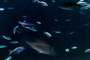 морские рыбки в темном море 