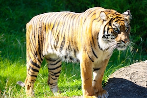 Тигр стоит на траве 