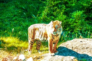 Тигр стоит на зеленой траве 