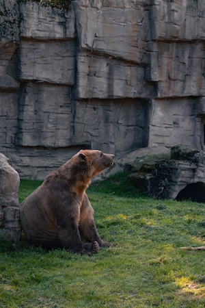 бурый медведь сидит и смотрит на каменную стену 