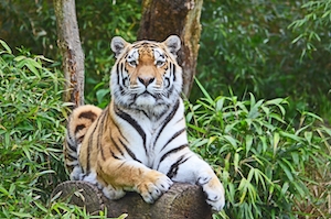 тигр лежит на бревне, портрет тигра, крупный план 