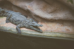 спящий крокодил на камне 