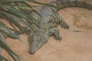спящий крокодил лежит на песке 