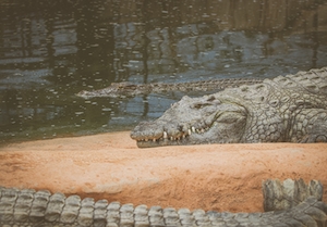 гигантский нильский крокодил лежит на песке 