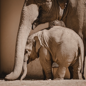 слониха укрывает хоботом своего слоненка, вид сбоку 