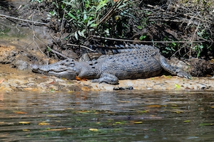 крокодил лежит на береге реки 
