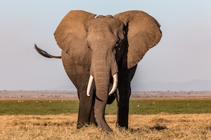 Большой старый слон на сафари в Кении