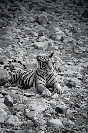 черно-белая фотография тигра, лежащего на камнях 