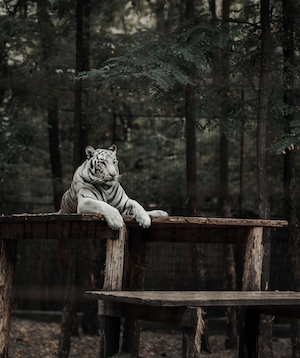белый тигр лежит на мостике в лесу 