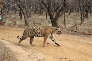 тигр переходит дорогу 