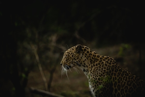 Самка леопарда наблюдает за своей добычей