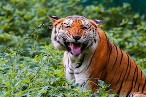 тигр зевает 