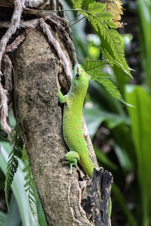 зеленая рептилия на дереве 
