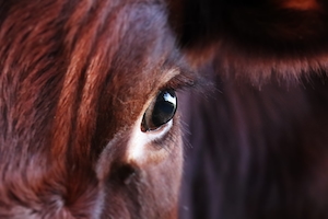 макро-фотография, глаз коричневой коровы