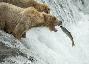 Бурый медведь ловит лосося у водопада