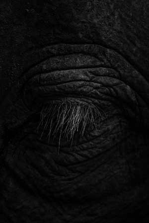 макрофотография глаза слона 