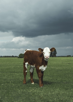 коричнево-белая корова на поле, смотрит в кадр 