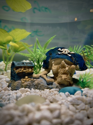 декор в аквариуме, пиратская маска и сундук 